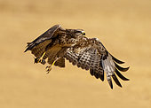 Buzzard (Buteo buteo) taking off with a prey, England