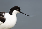 Avocet (Recurvirostra avosetta) head details, England
