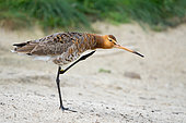 black-tailed godwit (Limosa limosa) scrating itself, England
