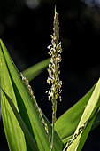 Male flowers of Maize plant (Zea mays), Cotes-d'Armor, France
