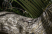 Lava lizard (Tropidurus sp.) camouflaged on tree trunk, Parnaiba Delta, Maranhao, Brazil