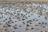 Turricules d'Arénicoles (Arenicola marina) sur un estran sablo-vaseux à marée basse, Côtes-d'Armor, France