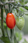 Cherry tomato 'Trilly'