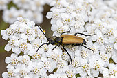 Tawny longhorn beetle (Stictoleptura fulva) on Common yarrow (Achillea millefolium) flower, Cotes-d'Armor, France