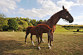Foal with its mother in an open air field. France.