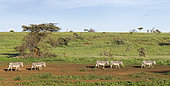 Zèbre de Grévy (Equus grevyi) marchant dans la savane, Kenya.