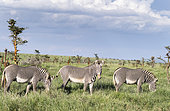 Grevy's Zebra (Equus grevyi), Kenya. The Grevy's Zebra is the largest wild equid. It is strictly protected an is listed as endangered species. Africa, East Africa, Kenya, November