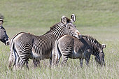 Zèbre de Grévy (Equus grevyi) dans la savane, Kenya.