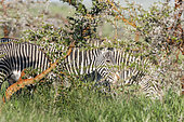 Grevy's Zebra (Equus grevyi), Kenya. The Grevy's Zebra is the largest wild equid. It is strictly protected an is listed as endangered species. Africa, East Africa, Kenya, November