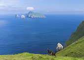 The islands of St Kilda archipelago in Scotland. The island of Hirta, view of Boreray and Stac Lee and Stac Armin. It is one of the few places worldwide to hold joint UNESCO world heritage status for its natural and cultural qualities. Europe, Scotland, St. Kilda, July