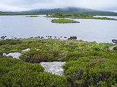 Landscape on the island of South Uist (Uibhist a Deas) in the Outer Hebrides. Loch Druidibeag protected area. Europe, Scotland, June