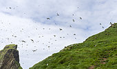 Atlantic Puffin (Fratercula arctica) in a puffinry on Mykines, part of the Faroe Islands in the North Atlantic. A flock approaching the colony. Europe, Northern Europe, Denmark, Faroe Islands