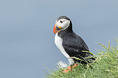 Atlantic Puffin (Fratercula arctica) in a puffinry on Mykines, part of the Faroe Islands in the North Atlantic. Europe, Northern Europe, Denmark, Faroe Islands