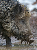 Wild Boar (Eurasian wild pig, Sus scrofa) during winter in high forest. NP Bavarian Forest, enclosure. Europe, Germany, Bavaria