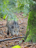 Wild Boar (Sus scrofa) in Forest. National Park Bavarian Forest, enclosure. Europe, Germany, Bavaria