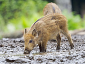 Young boar, piglet. Wild Boar (Sus scrofa) in Forest. National Park Bavarian Forest, enclosure. Europe, Germany, Bavaria