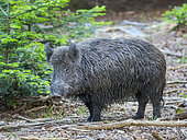 Wild Boar (Sus scrofa) in high forest. Enclosure in the National Park Bavarian Forest, Europe, Germany, Bavaria