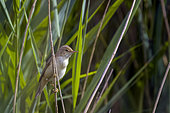 Eurasian Reed Warbler (Acrocephalus scirpaceus) in a reedbed, Camargue, France