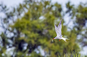Common Tern (Sterna hirundo) in flight with the fish it has just caught in its bill, Camargue, France