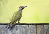 Green woodpecker (Picus viridis) perched on a fence, England