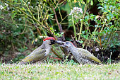 Green woodpecker (Picus viridis) adult feeding young on ground, England