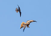 Hobby (Falco subbuteo) and red kite (Milvus milvus) in flight, England