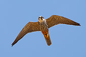Hobby (Falco subbuteo) in flight, England