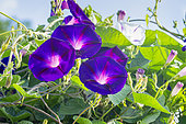 Tall Morning Glory, Ipomoea purpurea 'Grandpa Ott's', flowers