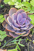 Echeveria gibbiflora 'Gloire de Nuremberg'