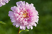 China Aster, Callistephus chinensis 'Super Princess Melange', flower
