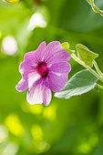 Black-Eyed Susan Vine, Thunbergia alata ‘Arizona Rose Sensation’, fleur