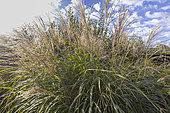 Chinese Silvergrass, Miscanthus sinensis 'David'