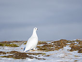 Rock Ptarmigan, endemic subspecies Svalbard Rock Ptarmigan (Lagopus muta hyperborea), during winter in the tundra of Svalbard in Van Mijenfjorden National Park. Arctic Region, Europe, Scandinavia, Norway, Svalbard