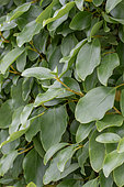 Kapuka (Griselinia littoralis), leaves
