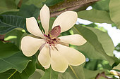 Houpu magnolia (Magnolia officinalis) flower