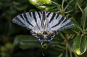 Scarce swallowtail (Iphiclides podalirius), old individual, Herault, France