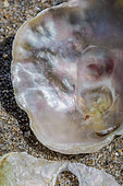 Onion peel (Anomia ephippium) shells on sandy beach, Herault, France