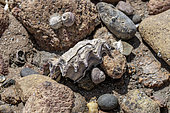 Huître creuse (Magallana gigas) sur une plage de galet à marée basse, Bréhat, Côtes-d'Armor, France. Présence de Patelles (Patella sp.) et de Monodontes (Phorcus lineatus) à proximité