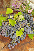 Black grape (Vitis vinifera) harvest and Bouquet of Heather (Calluna vulgaris)