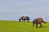 Shetland ponies in field, Shetland Islands, Scotland