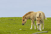 Shetland pony, foals in field, Shetland Islands, Scotland