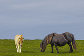 Shetland pony with foal in field, Shetland Islands, Scotland