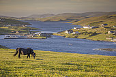 Shetland pony in field near the coast, Shetland Islands, Scotland