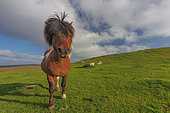 Shetland pony in field, Shetland Islands, Scotland