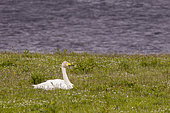 Whooper Swan (Cygnus cygnus) on ground, Shetland, Scotland.