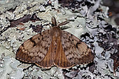 Asian gypsy Moth (Lymantria dispar), top view, Gers, France.