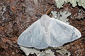 Black V moth (Arctornis l-nigrum), open vieww, top view, Gers, France.