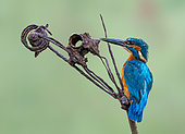 Kingfisher (Alcedo atthis) perched on a piece of rusty steel, England