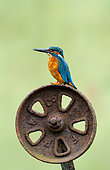 Kingfisher (Alcedo atthis) perched on a piece of rusty steel, England