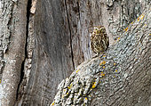 Little owl (Athena noctua) perched near a hollow tree, Angleterre